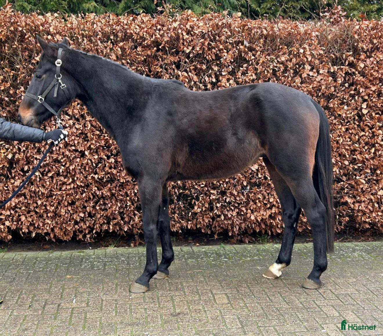  hästar Valack född 2022 e Vigado  - Annons 5