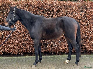 hästar Valack född 2022 e Vigado - Annons 5