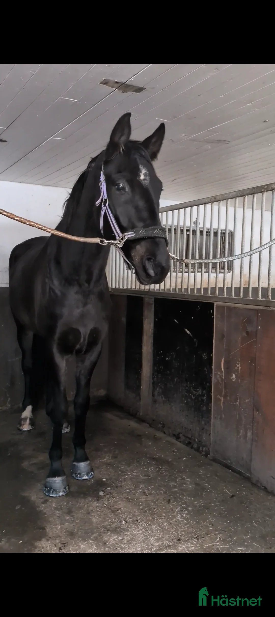 Allround hästar till salu: Trevlig valack - Annons 1