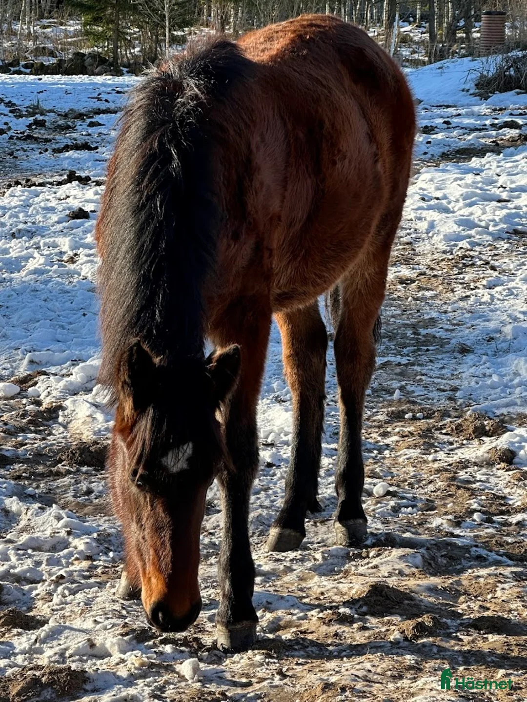 Övrigt hästar till salu: Ungsto, korsning PRE och kallblodstravare - Annons 2