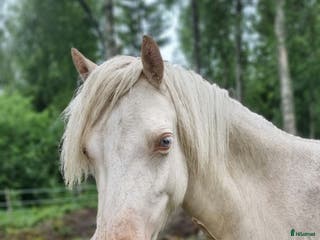 hästar Söt Welsh Mountain sto i Borlänge - Annons 9