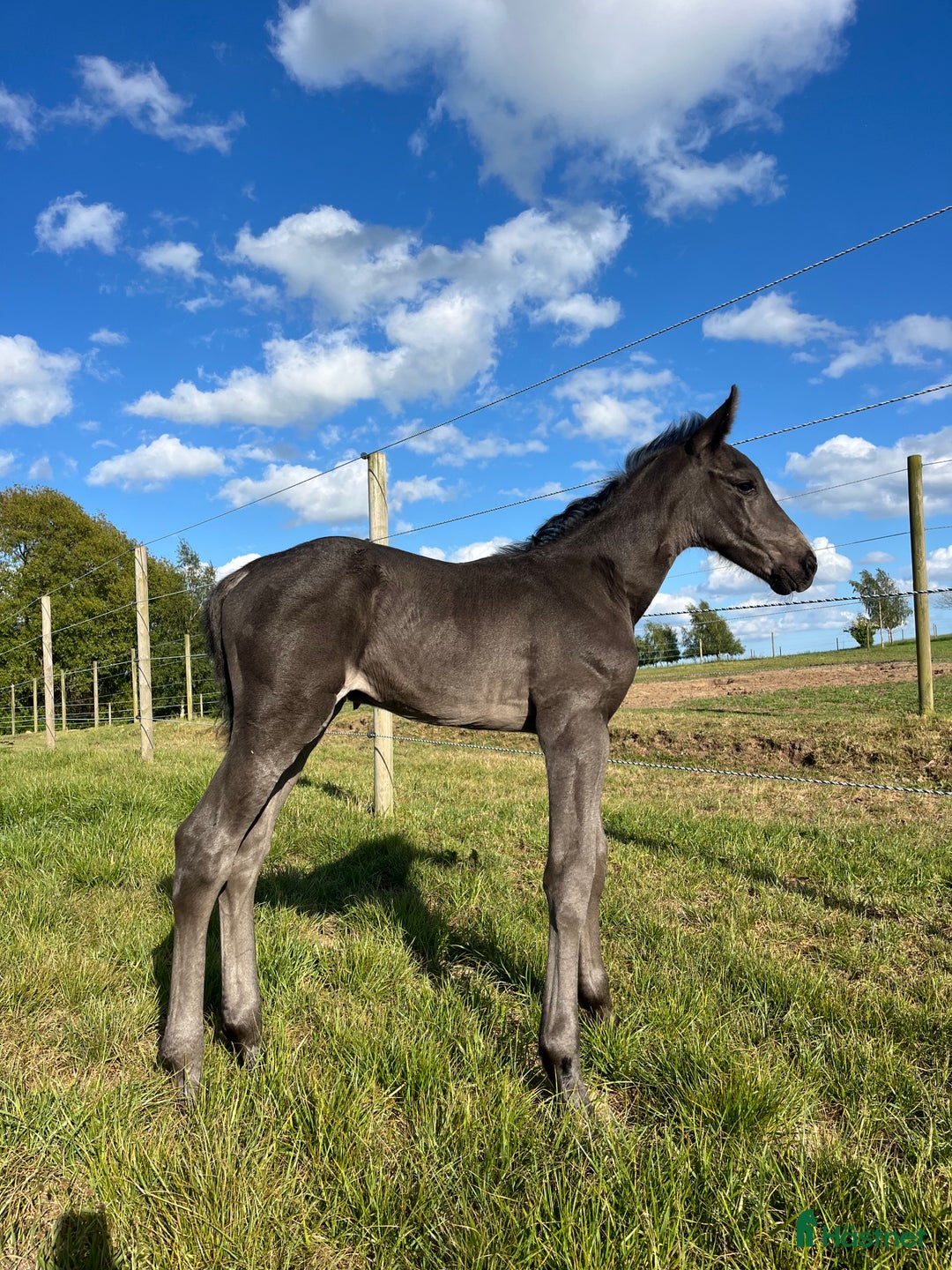 Avelshästar hästar till salu: Top avlshoppe sælges, hophest - Annons 33