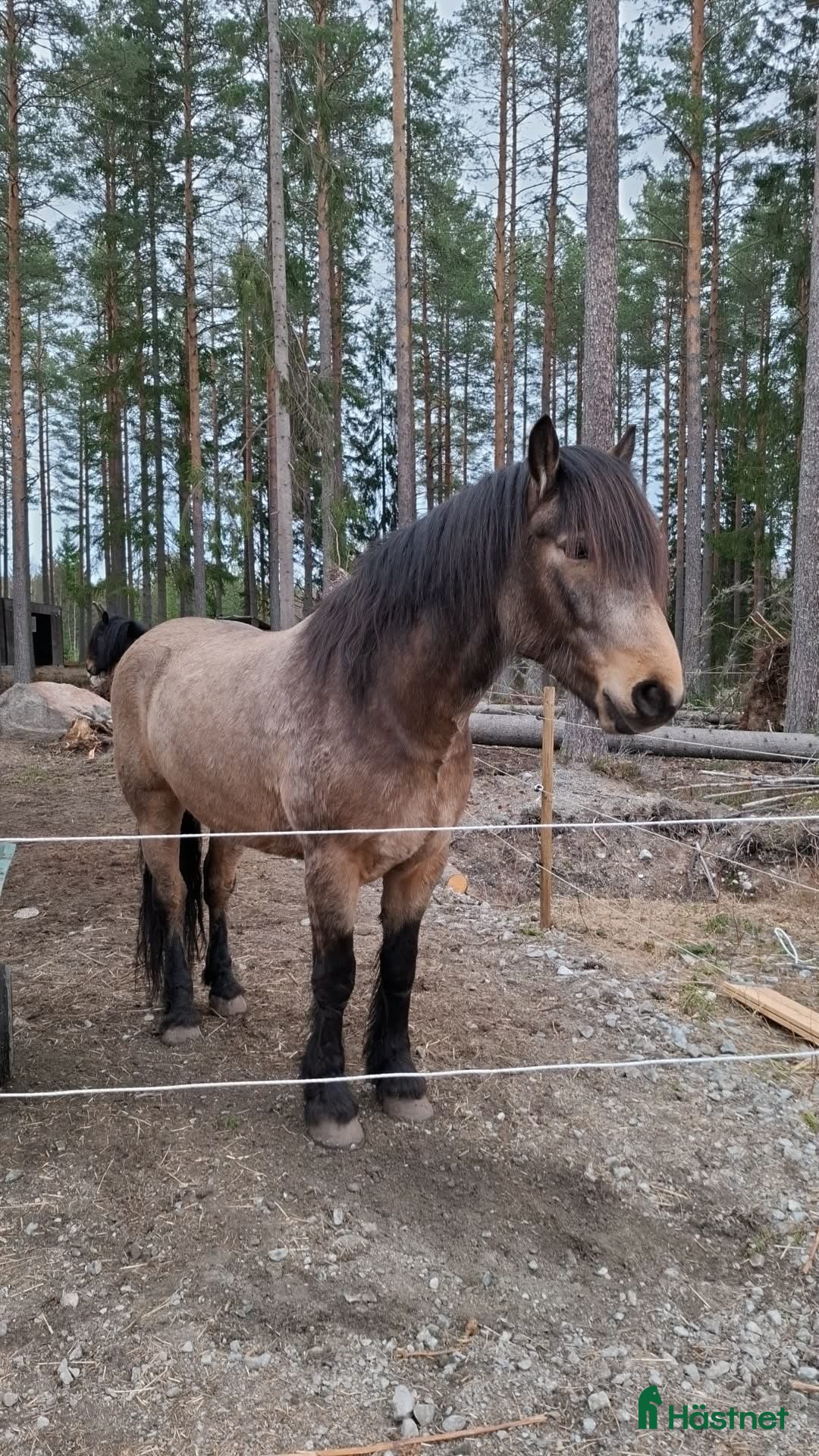  hästar We, Turridning, Western, Monte - Annons 11