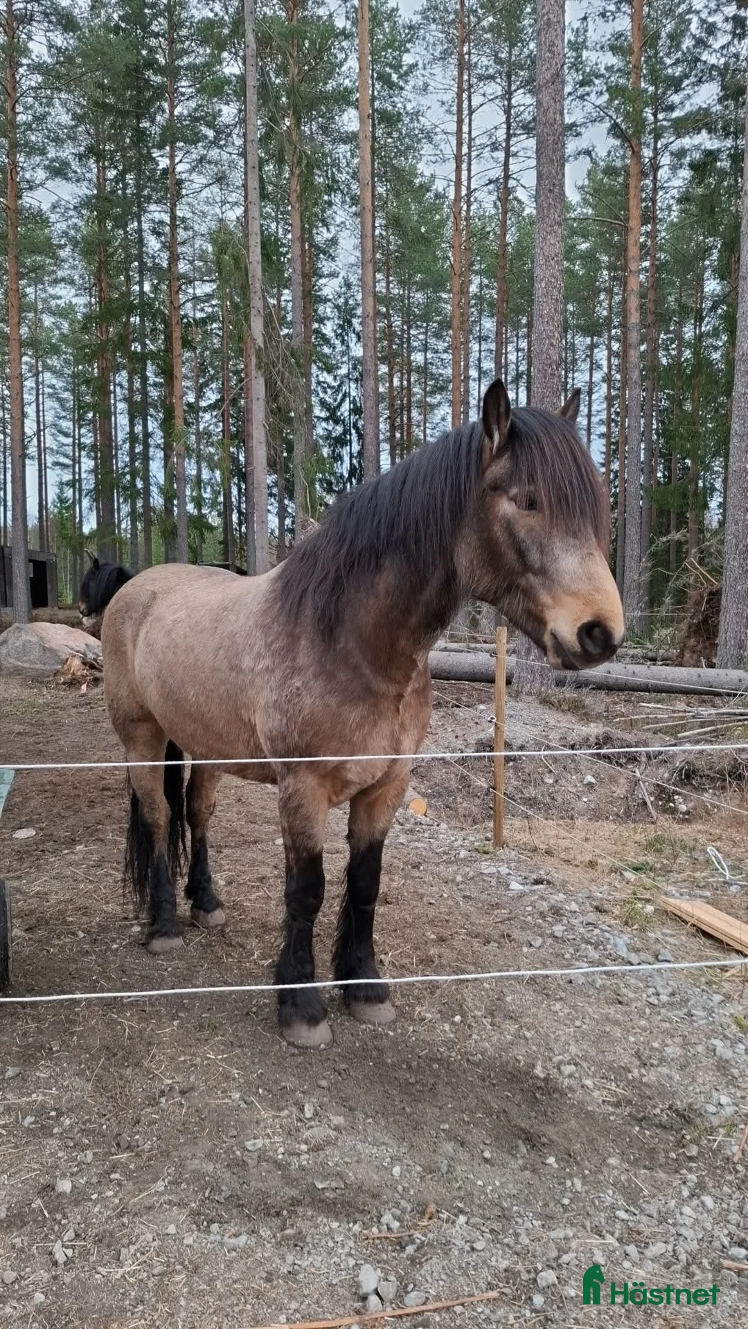 Allround hästar till salu: We, Turridning, Western, Monte - Annons 1