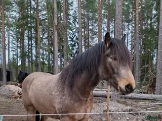 hästar We, Turridning, Western, Monte - Annons 11