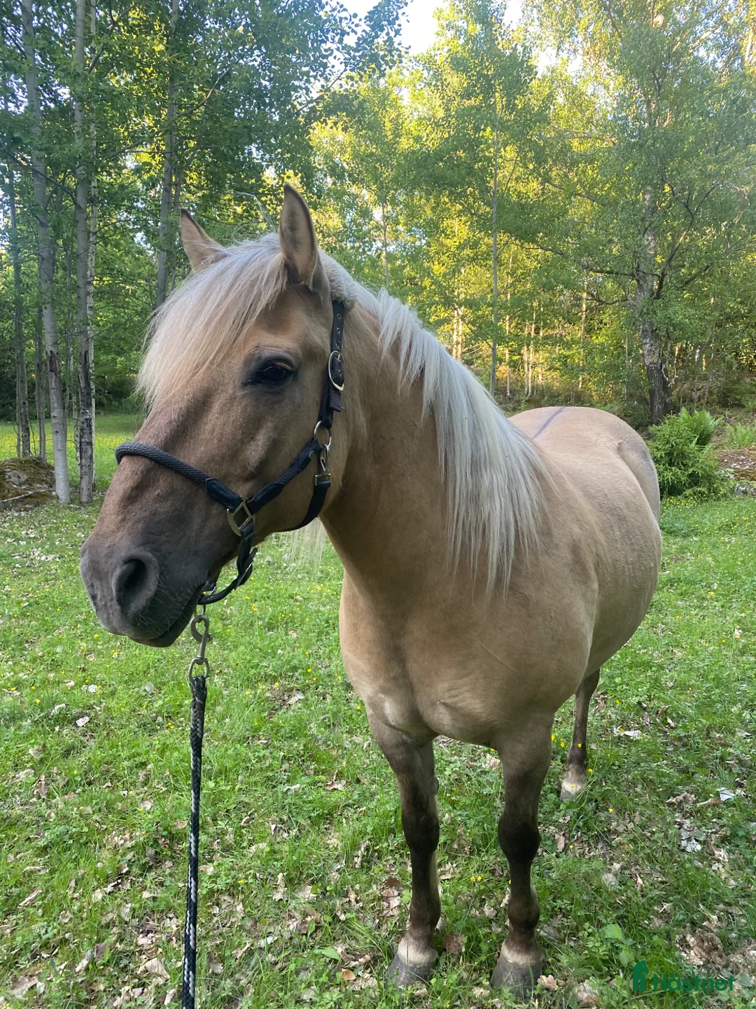  medryttarhäst finnes: Medryttare sökes  i Eskilstuna - Annons 2