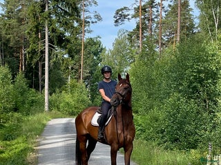 hästar Sto med mycket scoope! i Tingsryd - Annons 15