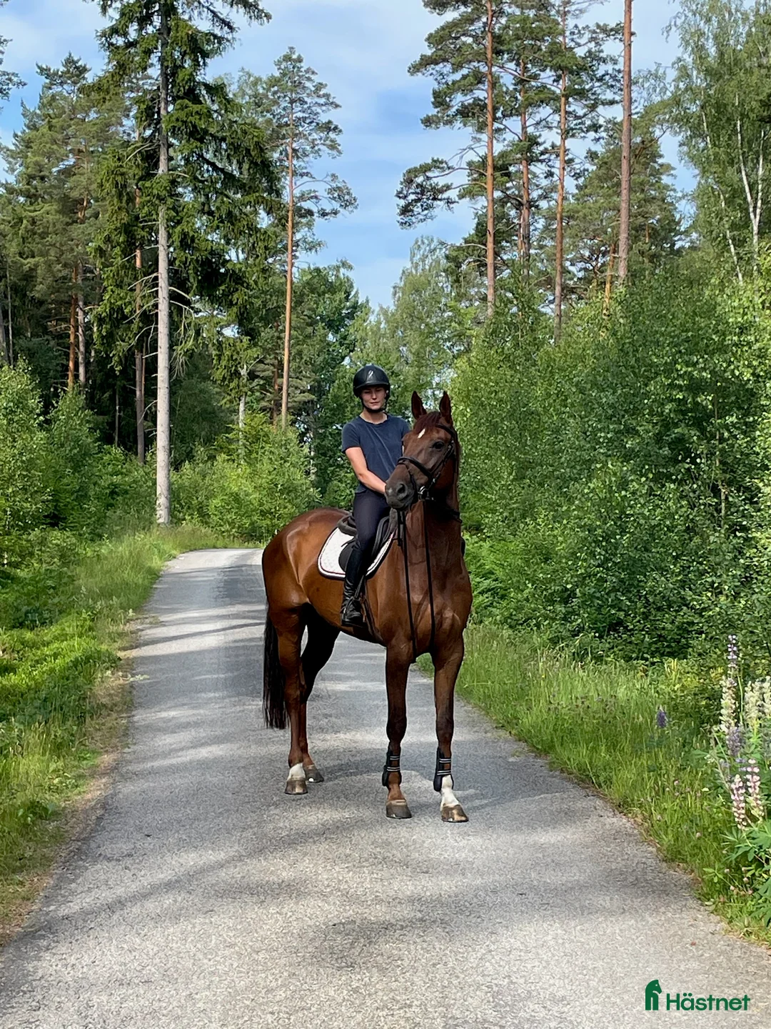 Hoppning hästar till salu: Sto med mycket scoope! - Annons 1