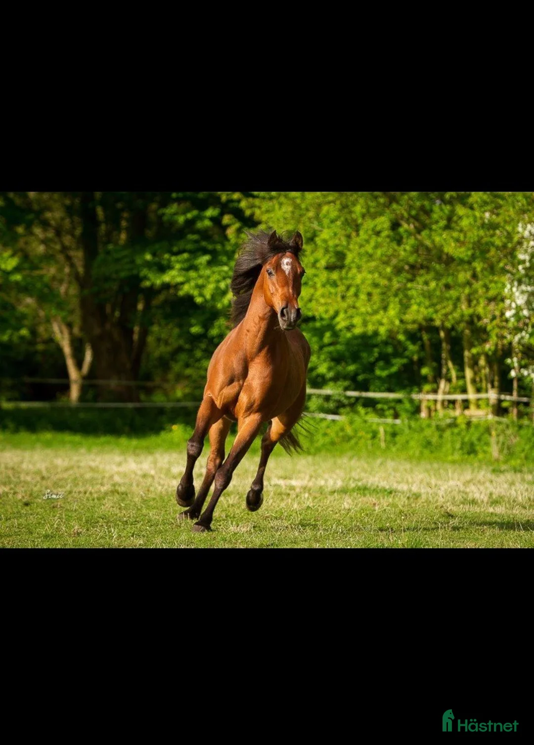 Allround hästar till salu: Supersnälla Tulle söker ett sista hem - Annons 2
