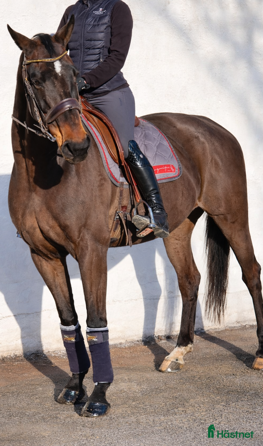  hästar Lyxig hobbyhäst eller avel - Annons 2