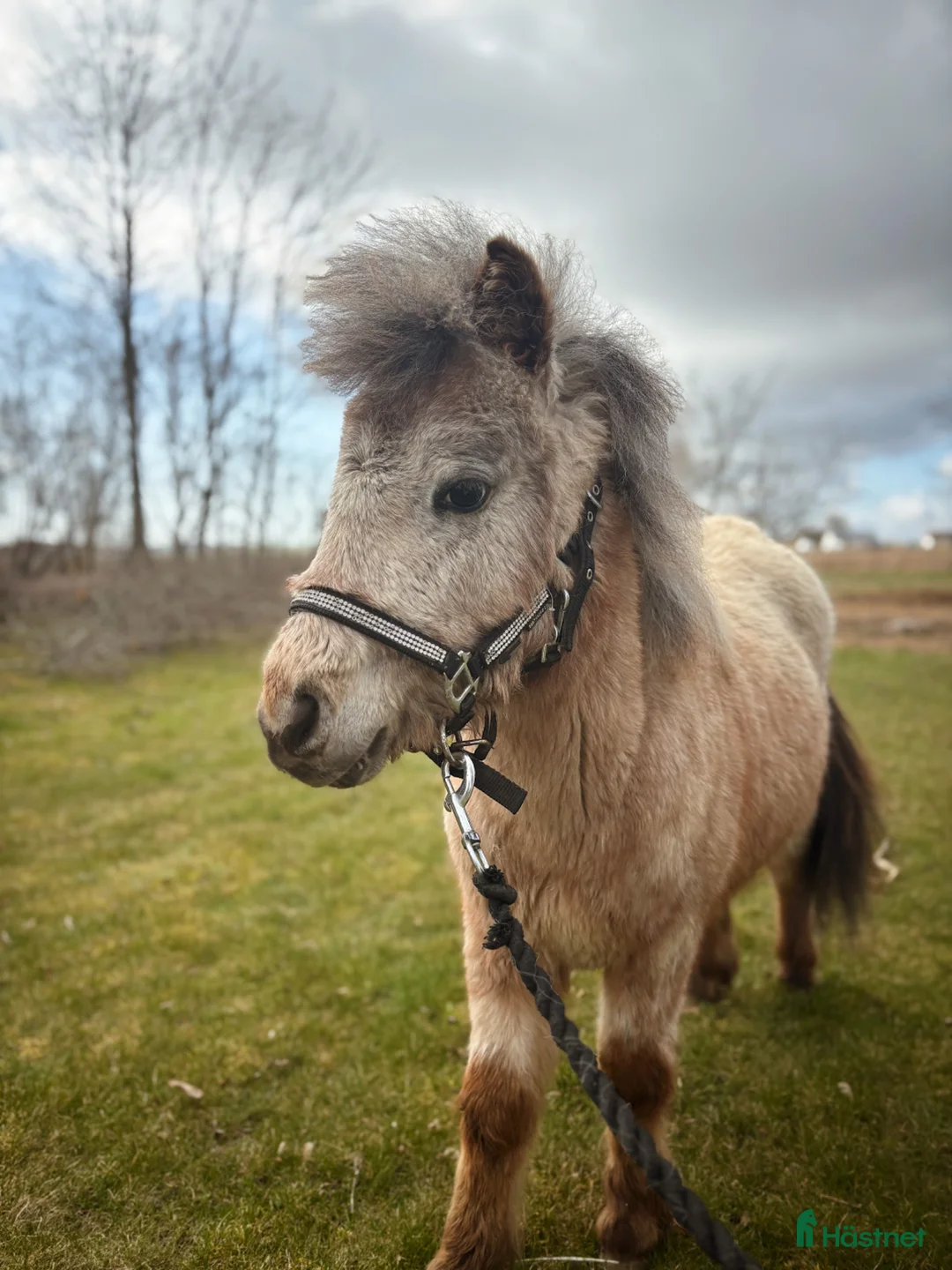 Övrigt hästar till salu: Trevlig ponny  - Annons 1