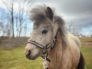 hästar Trevlig ponny - Annons 7