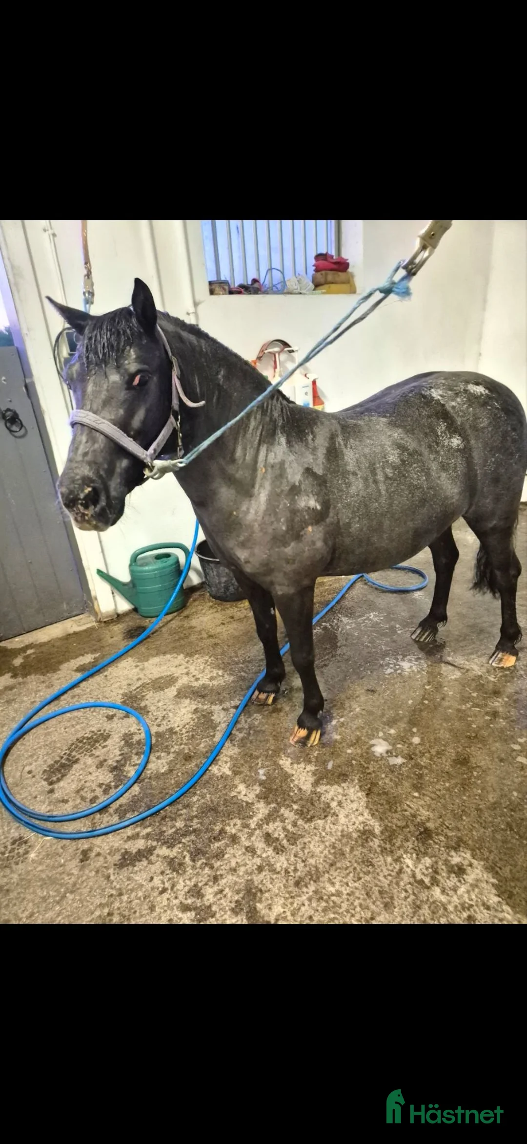 Allround hästar till salu: Underbar ponny - Annons 5