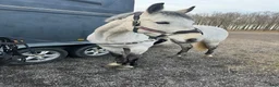Hoppning hästar till salu: Vår bästa vän är till salu.  - Annons 4