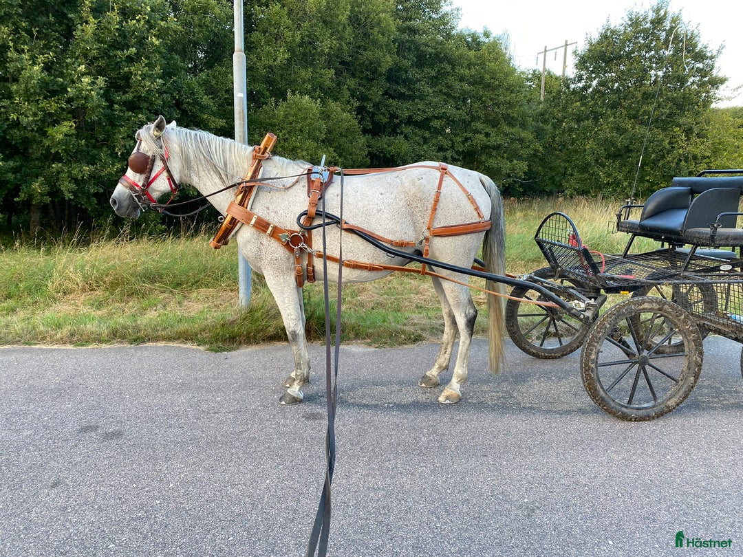 Körvagnar körning till salu: Tidaholmsvagn 212 – toppskick med extrautrustning! i Kungälv - Annons 1