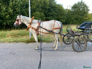 Körvagnar körning till salu: Tidaholmsvagn 212 – toppskick med extrautrustning! i Kungälv - Annons 2