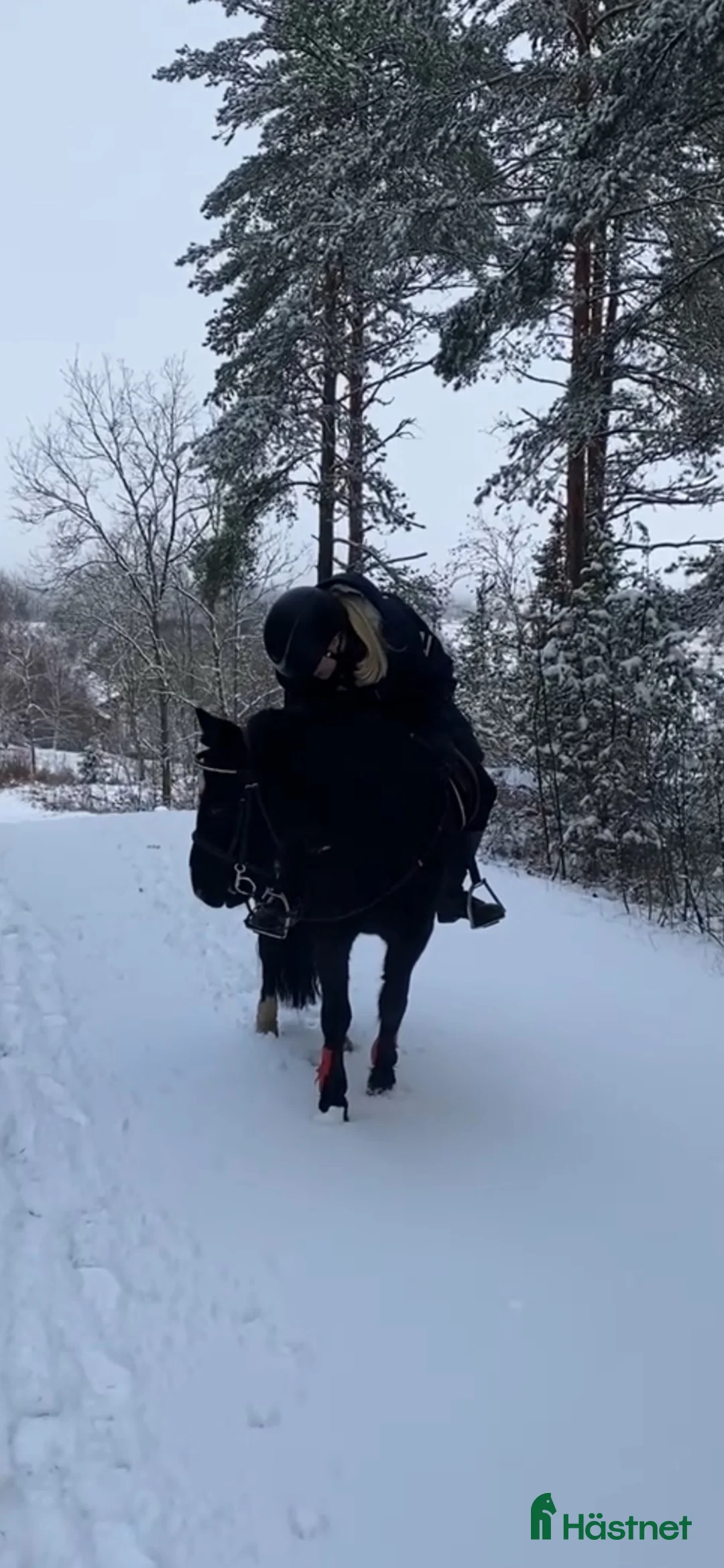  medryttarhäst sökes: Söker medryttarhäst! i Hässelby - Annons 1