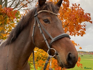 Allround hästar till salu: Lyxigt varmblod letar ny kompis💞 i Sorunda - Annons 1
