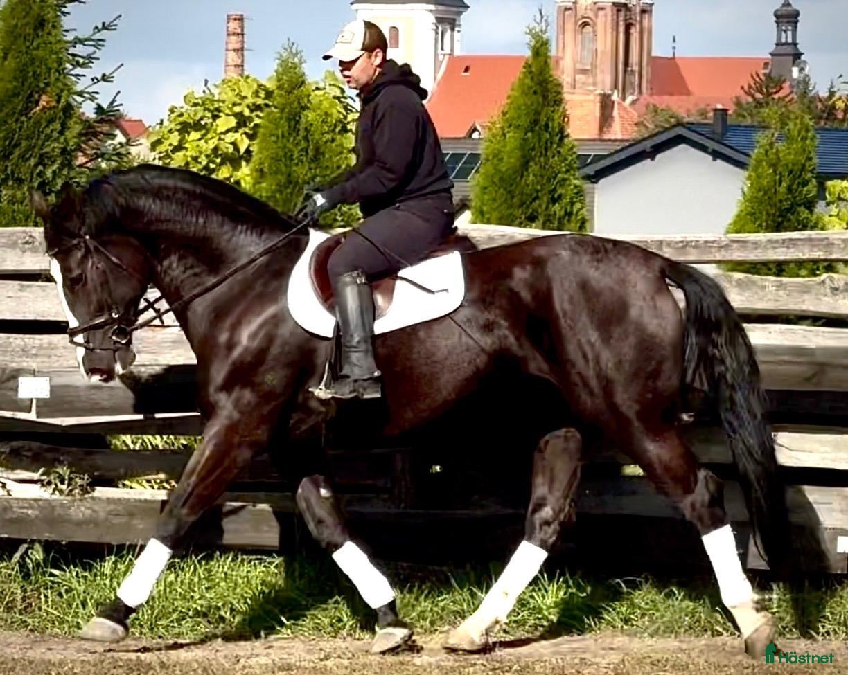Allround hästar till salu: Hajli–Lovely Silesian Mare|169cm|Dressage&Allround - Annons 1