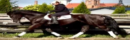 Allround hästar till salu: Hajli–Lovely Silesian Mare|169cm|Dressage&Allround - Annons 1
