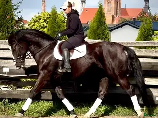 hästar Hajli–Lovely Silesian Mare|169cm|Dressage&Allround - Annons 16
