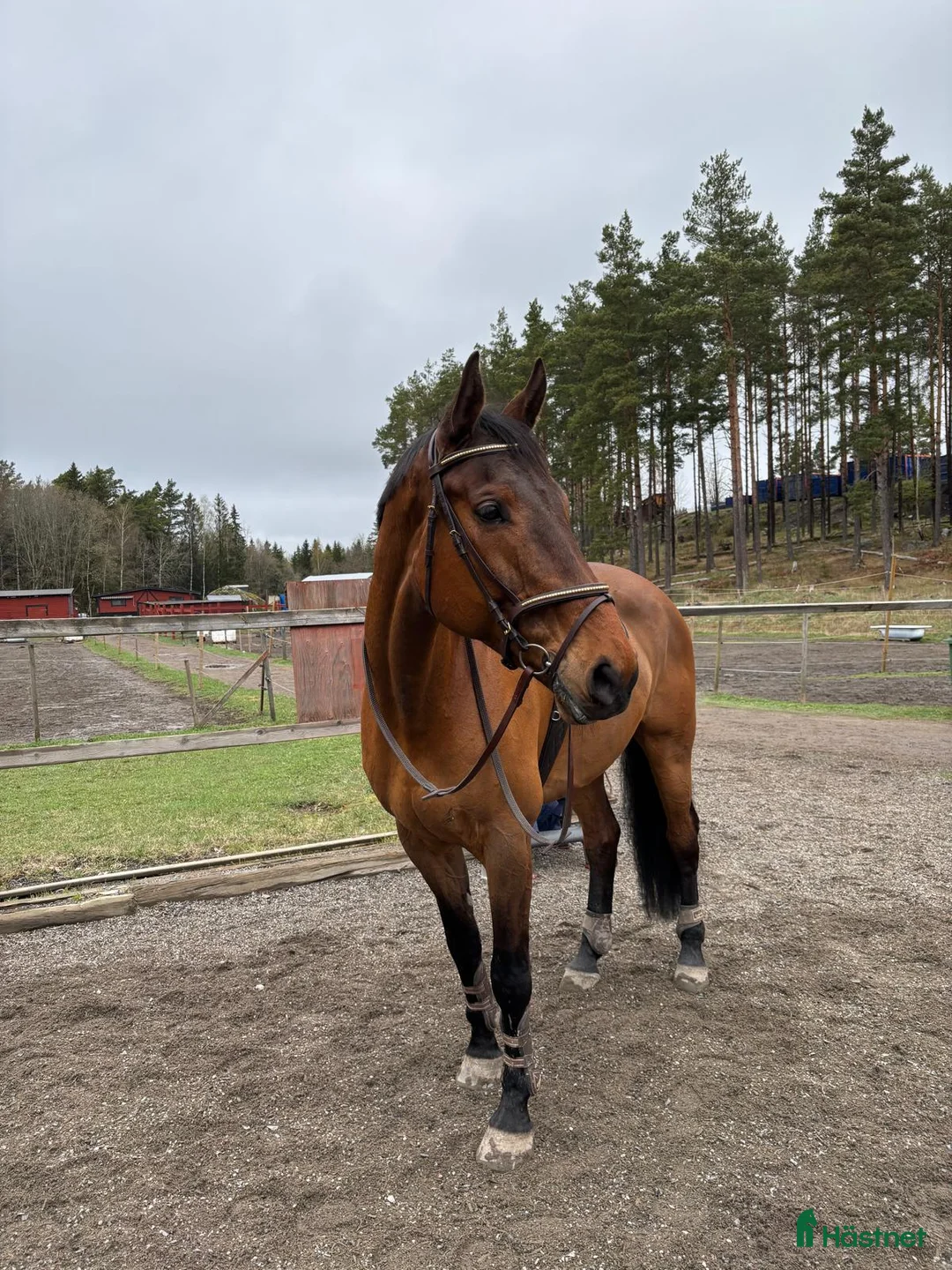 Allround hästar till salu: Charmig SWB-valack - Annons 2