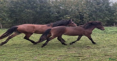  hästar i Sala - Annons 8