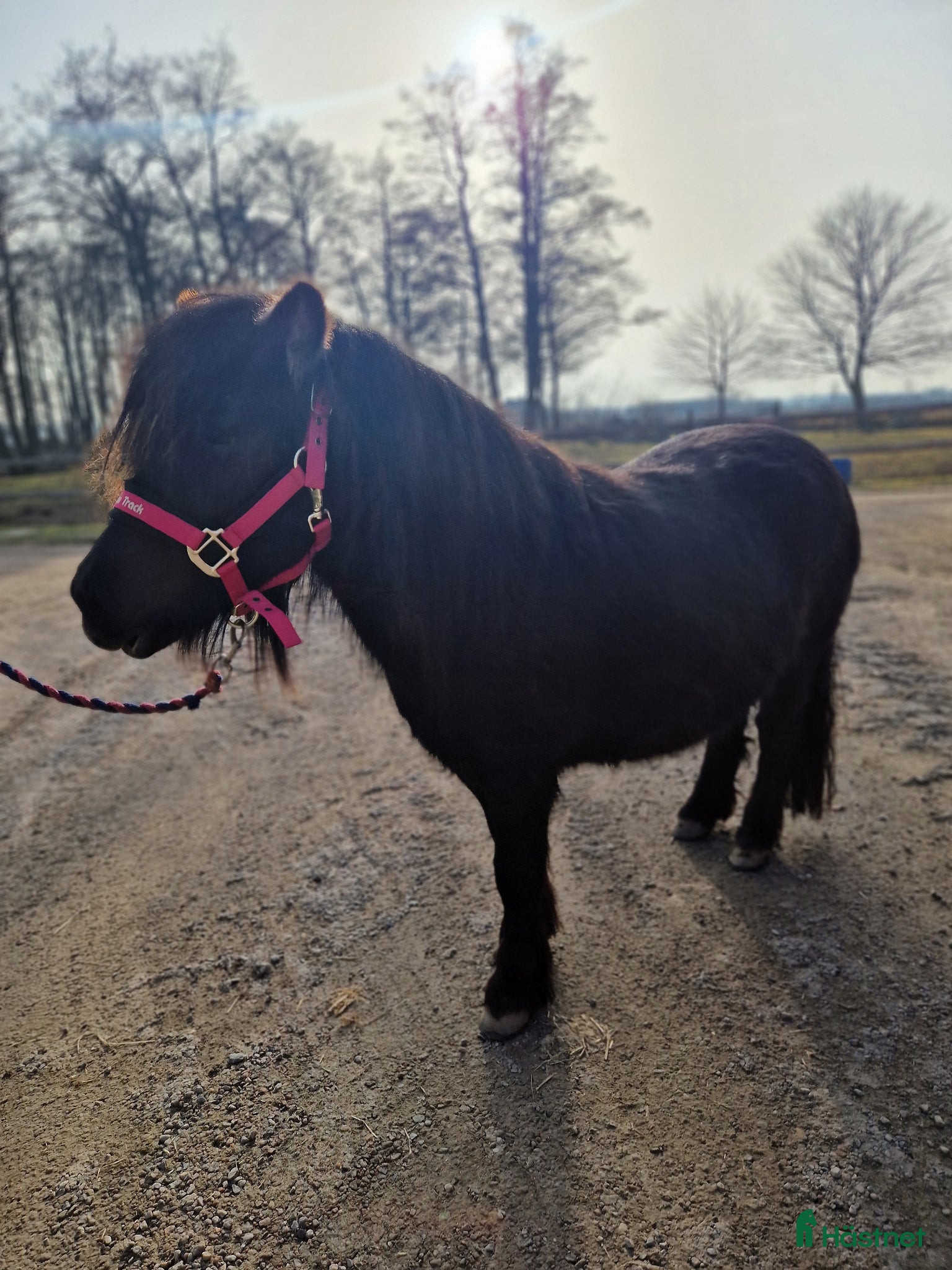  hästar Blivande stjärna. - Annons 2