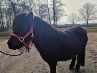 hästar Blivande stjärna. - Annons 2