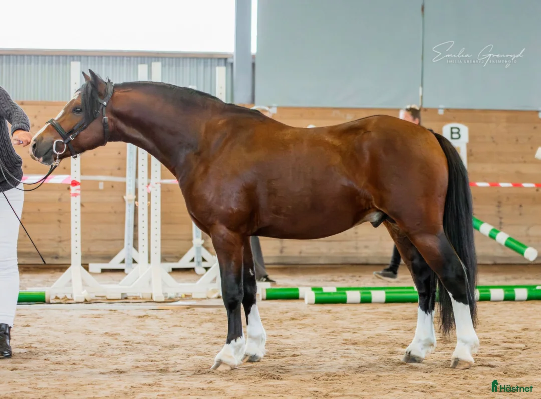 Hoppning hästar till salu: Lovande ungponny - Annons 2