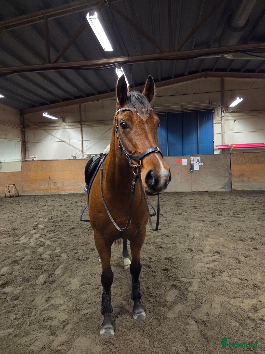 Allround hästar till salu: Snäll och trevlig kompis att utvecklas med! i Lögdeå - Annons 3