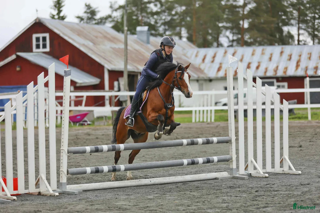 Allround hästar till salu: Framtida B-Ponny för tävling, Ametist  i Robertsfors Ö - Annons 4