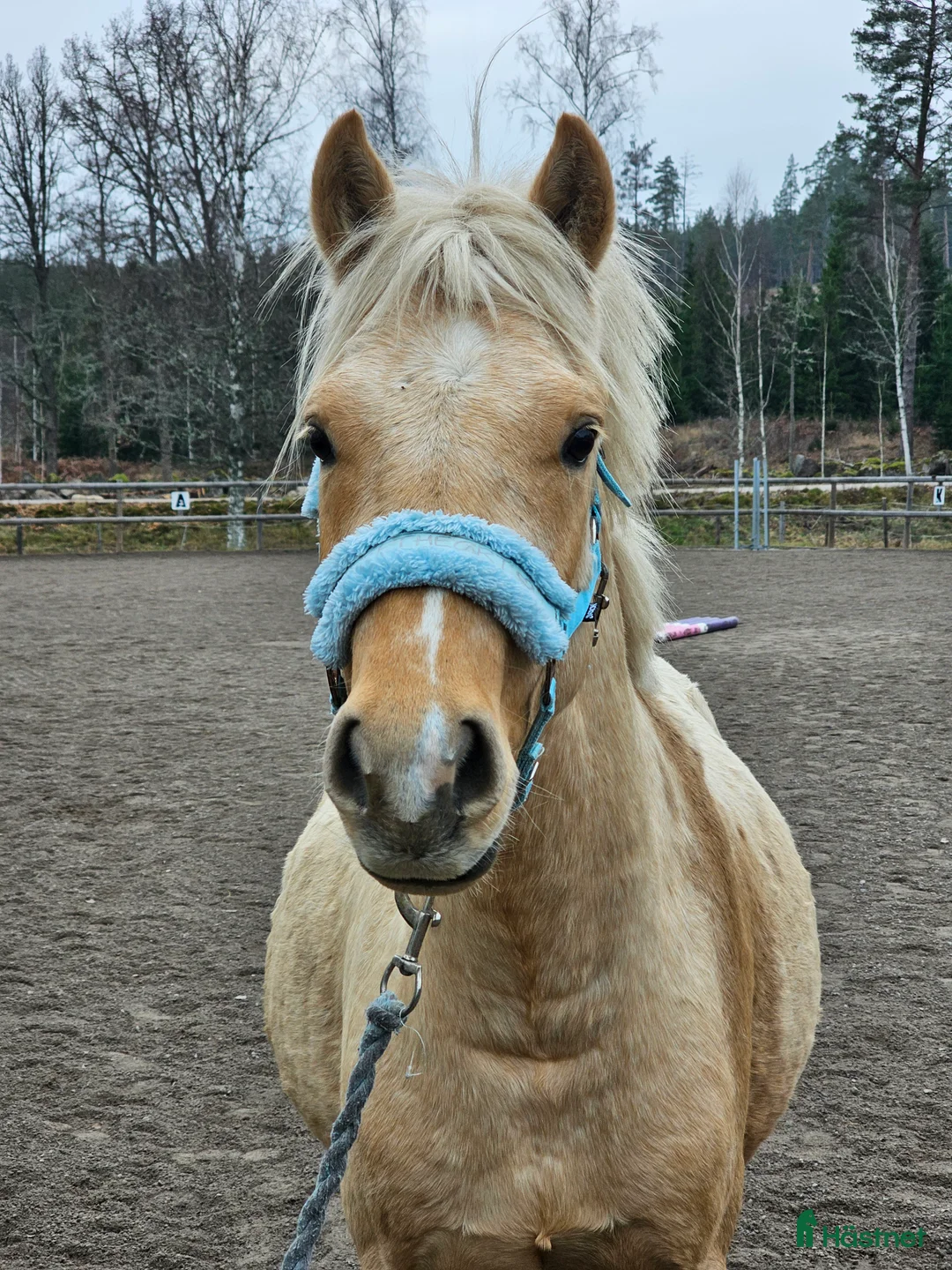 Allround hästar till salu: 2 lovande framtids ponnier i Vena - Annons 1