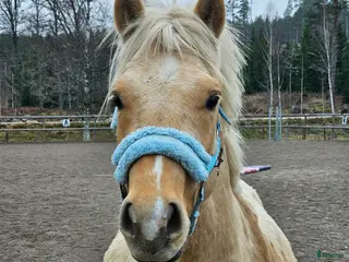 Allround hästar till salu: 2 lovande framtids ponnier i Vena - Annons 1