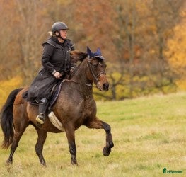  medryttarhäst finnes: Medryttare/halvfodervärd sökes - Annons 7