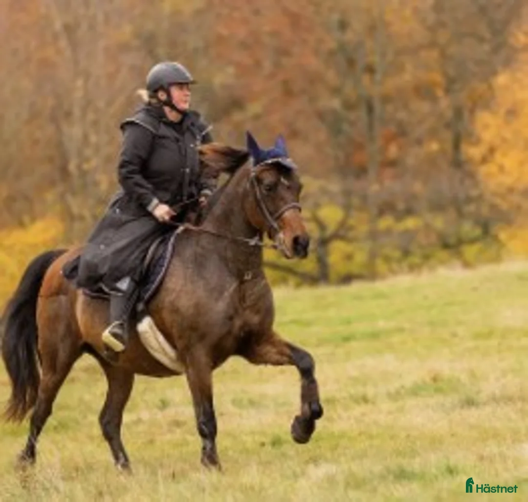  medryttarhäst finnes: Medryttare/halvfodervärd sökes i Sjöbo - Annons 1