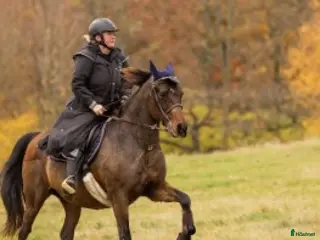 medryttarhäst finnes: Medryttare/halvfodervärd sökes - Annons 7