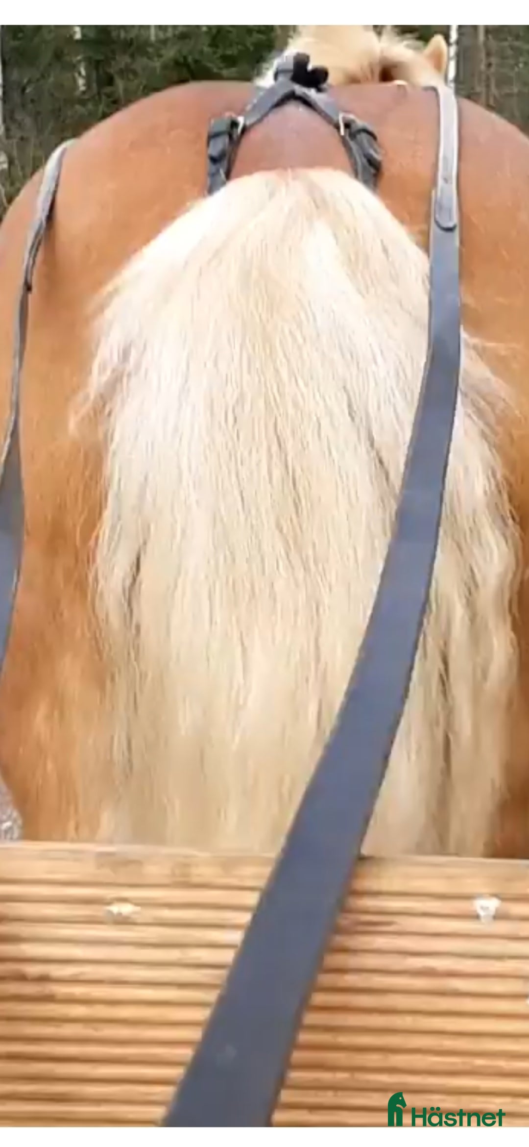 Övrig Hästutrustning hästutrustning till salu: Saker till D-ponny i Skara - Annons 2