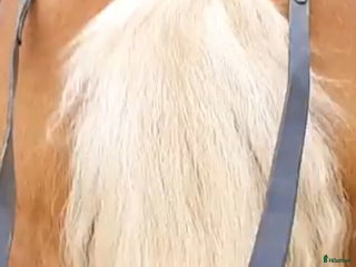 Övrig Hästutrustning hästutrustning till salu: Saker till D-ponny i Skara - Annons 10