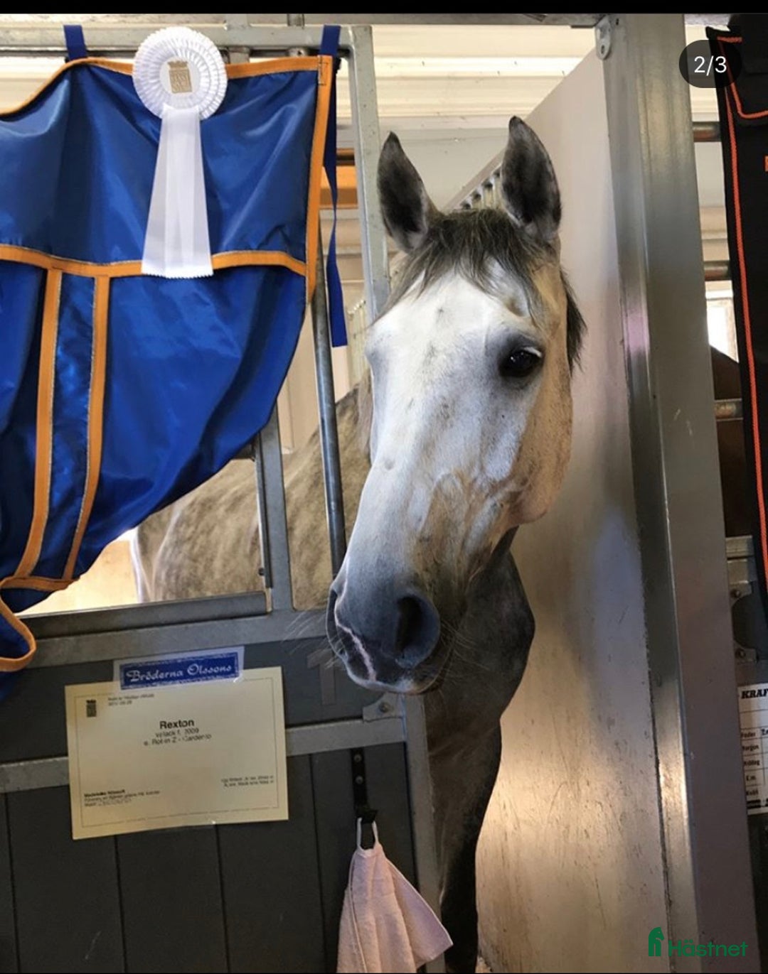 Allround hästar till salu: Lyxig häst för sällskap & lättare ridning  i Ängelholm - Annons 2