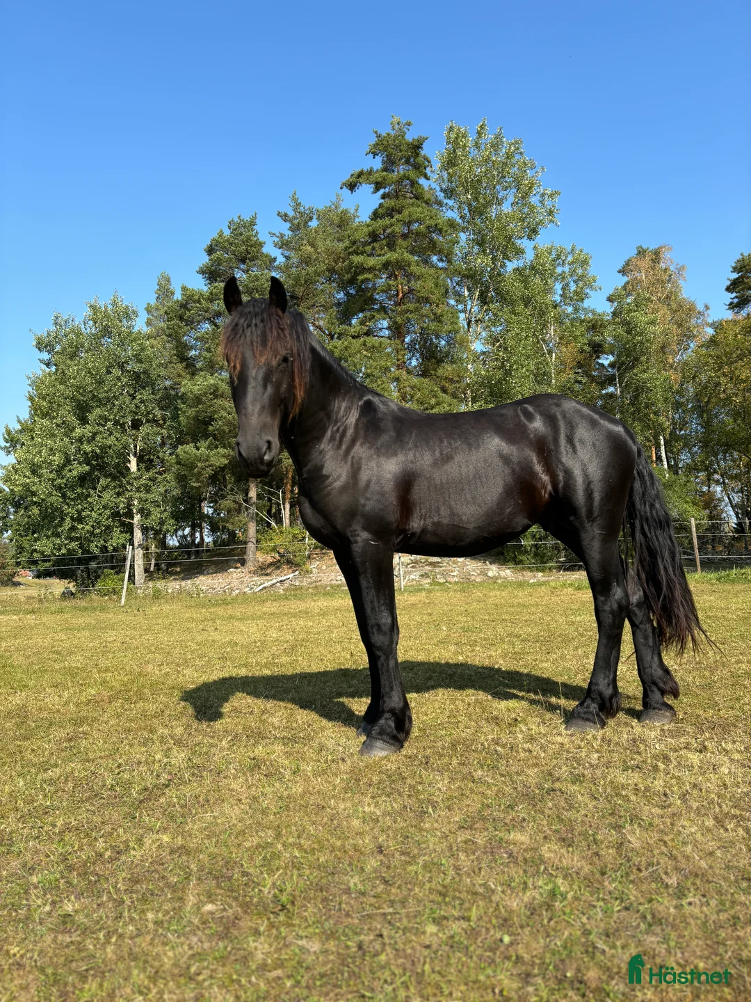 Allround hästar till salu: Tyr af Harstahopen  - Annons 2