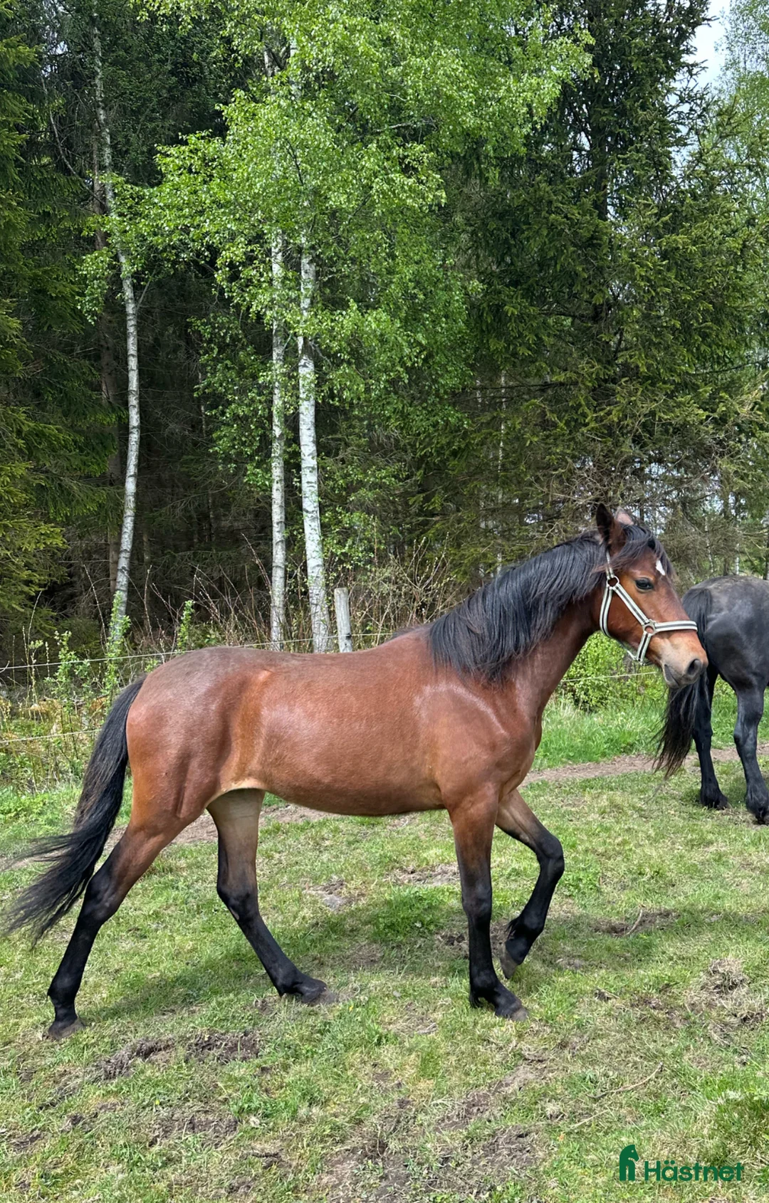 Övrigt hästar till salu: Ungsto, korsning PRE och kallblodstravare - Annons 2