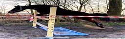 Allround hästar till salu: Sto med potential i Varberg - Annons 1