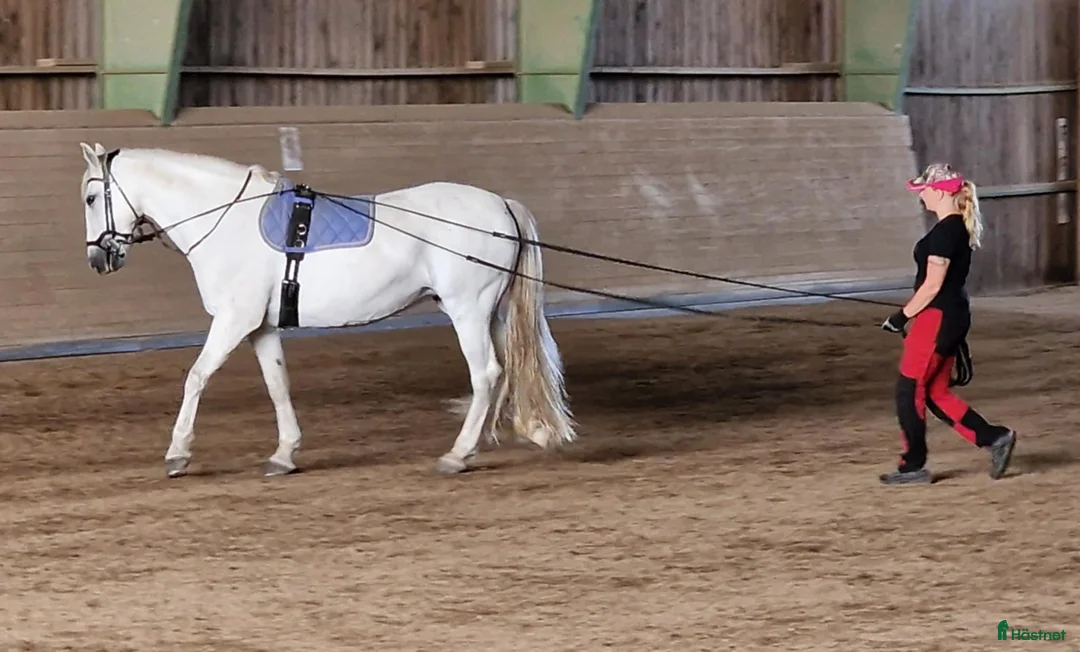  hästservice finnes: Träning, horsemanship, utbildning, försäljning m.m i Nyköping - Annons 4