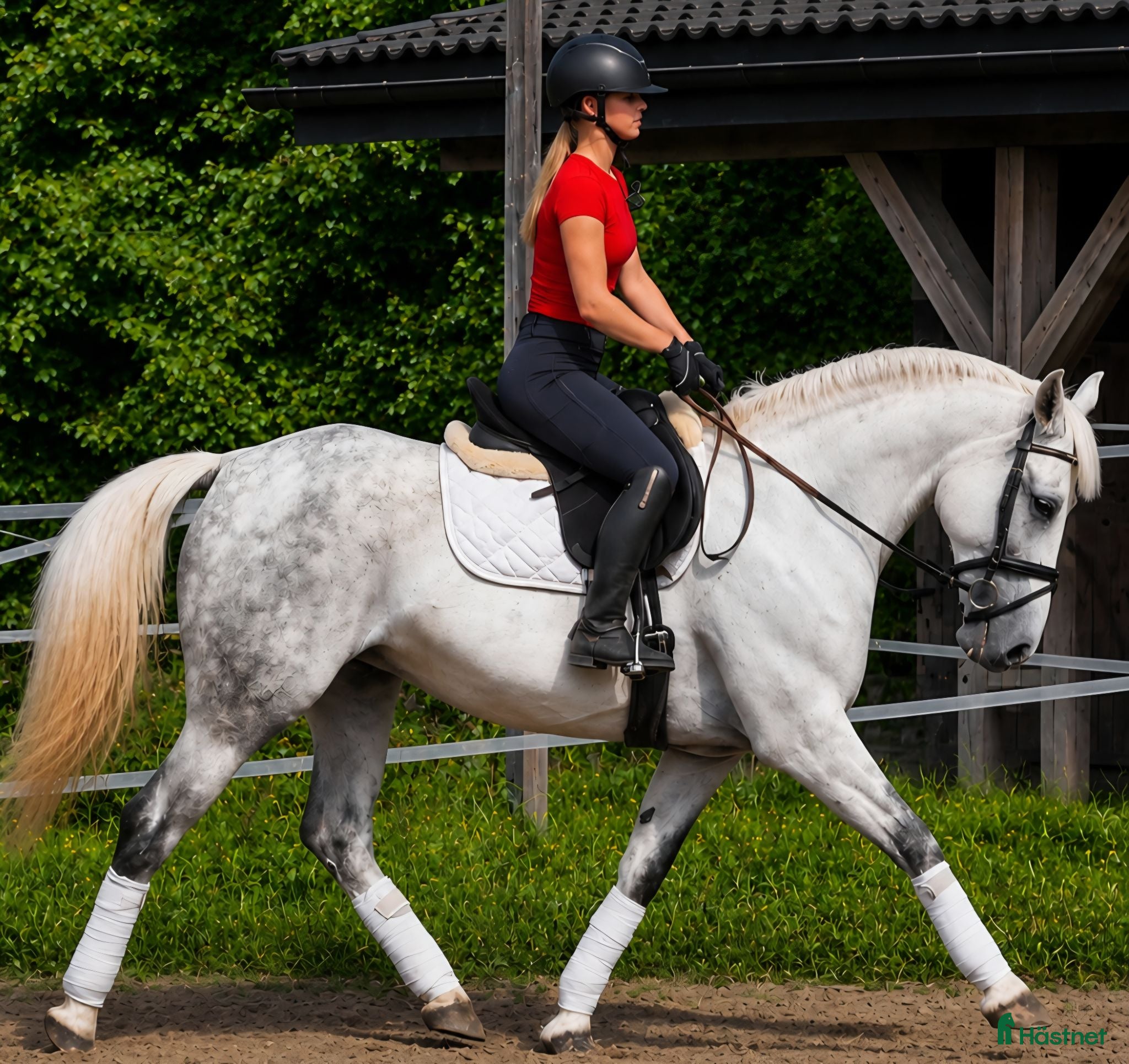  hästar Exceptional Silesian Mare–The Star for your Future - Annons 1