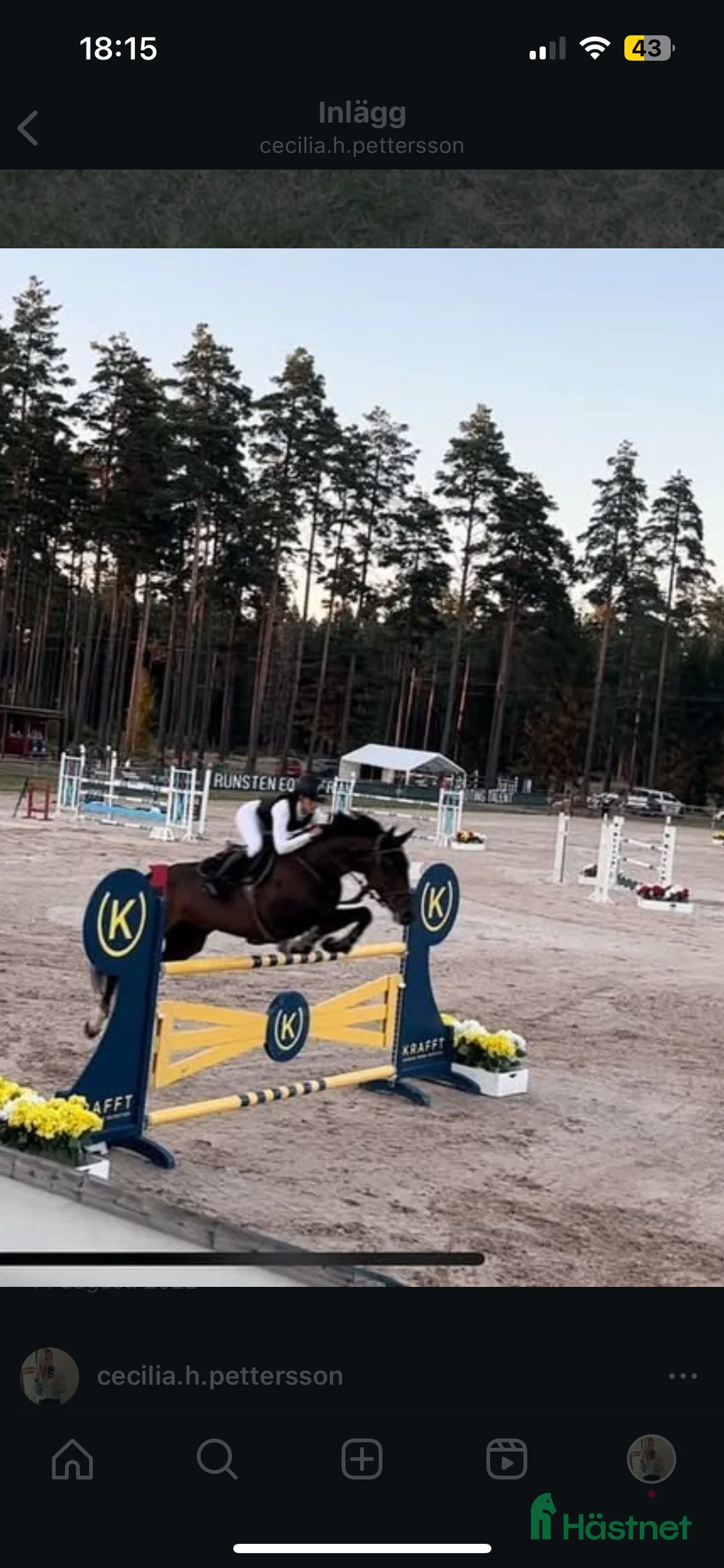 Hoppning hästar till salu: Häst för satsande children lr Junior  - Annons 4