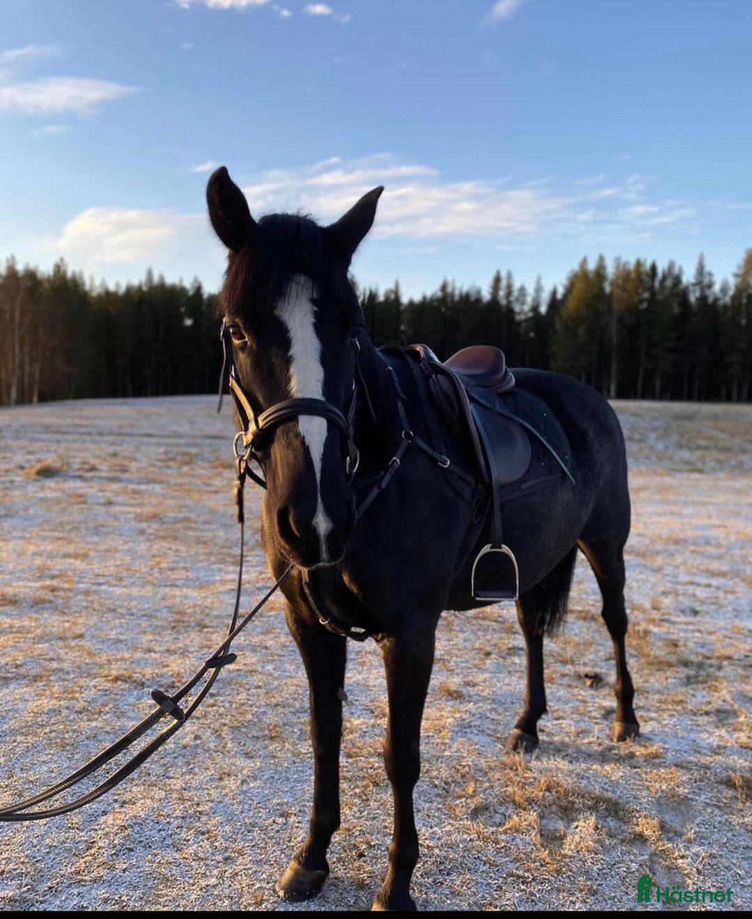 Allround hästar till salu: Intressekoll, D-ponny i Stensele - Annons 6