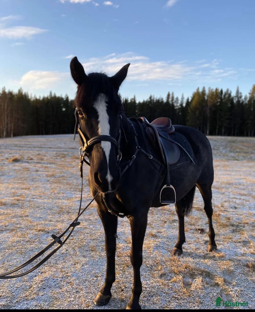 Allround hästar till salu: Intressekoll, D-ponny i Stensele - Annons 6