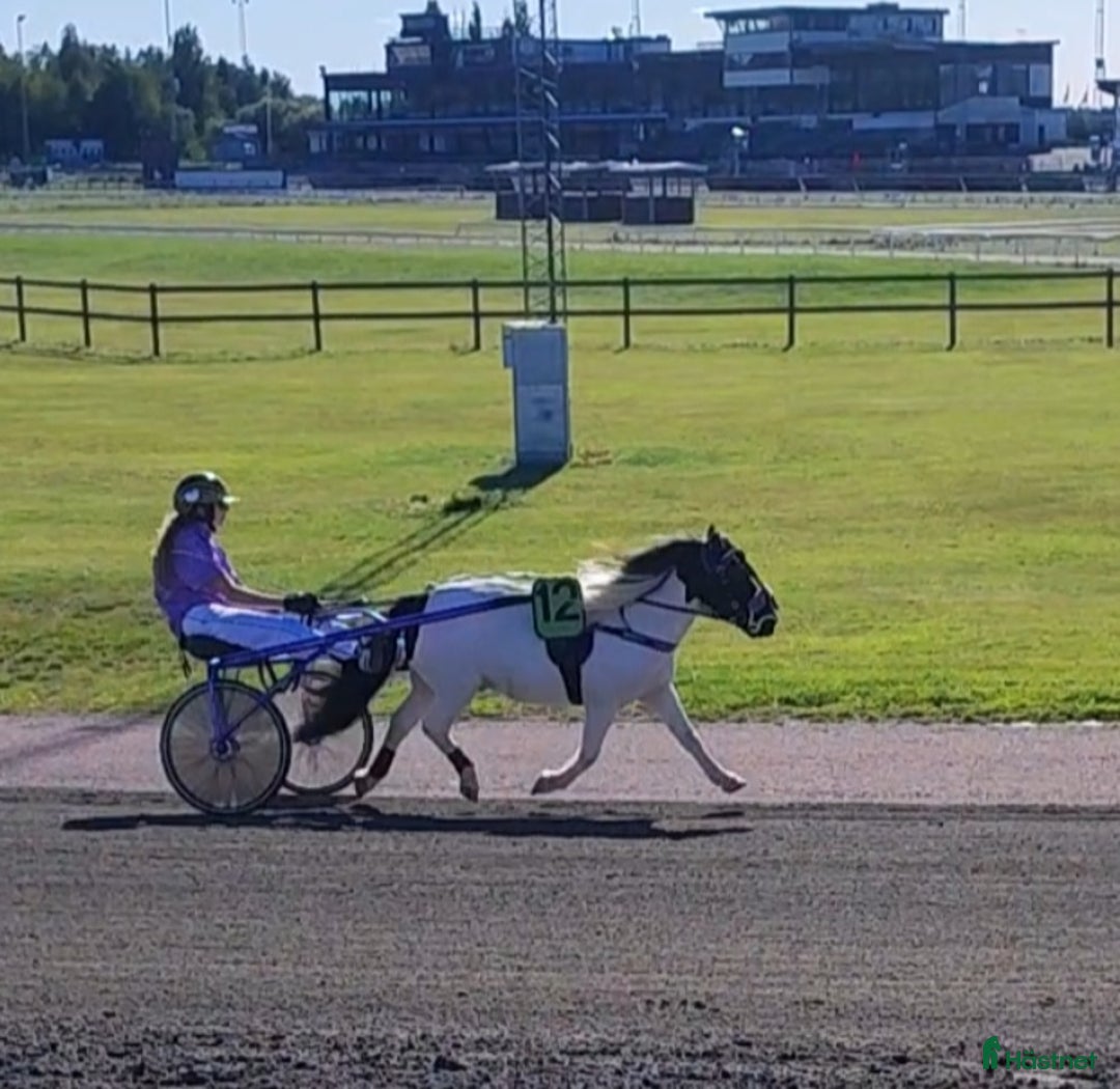 Trav hästar till salu: Fin ponnytravare som syns i mängden  i Falun - Annons 6