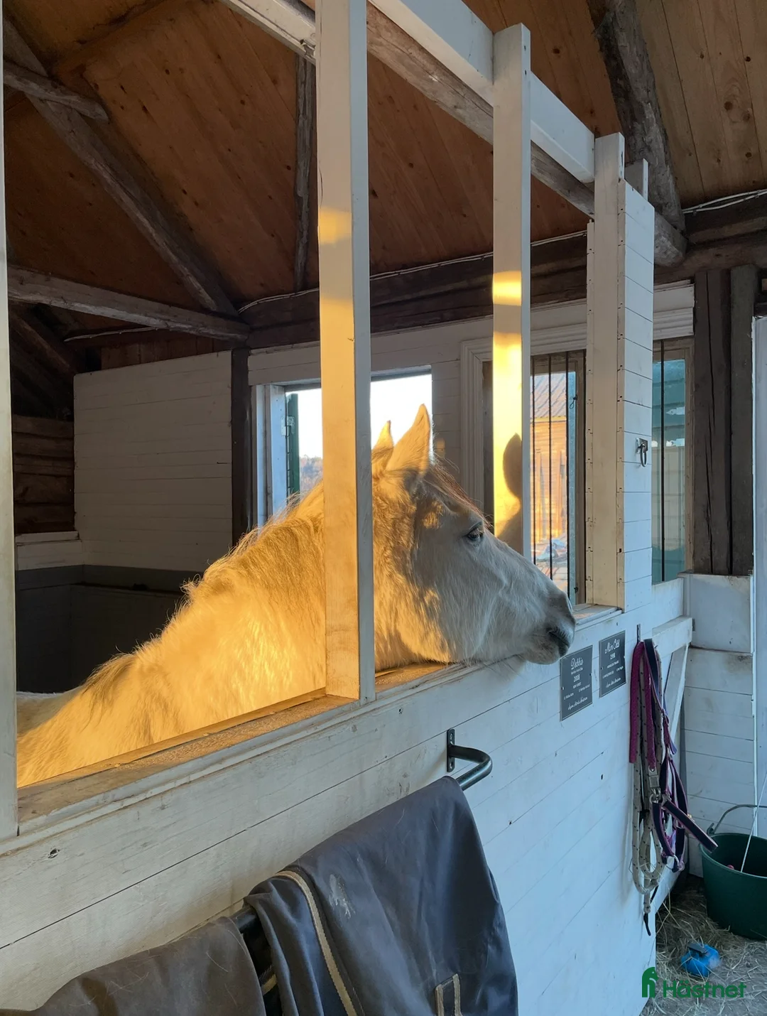  foderhäst sökes: Hoppglad ponny sökes, senare köp - Annons 5